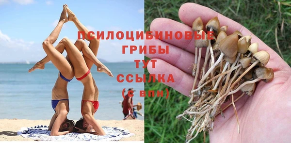 PSILOCYBIN Бородино
